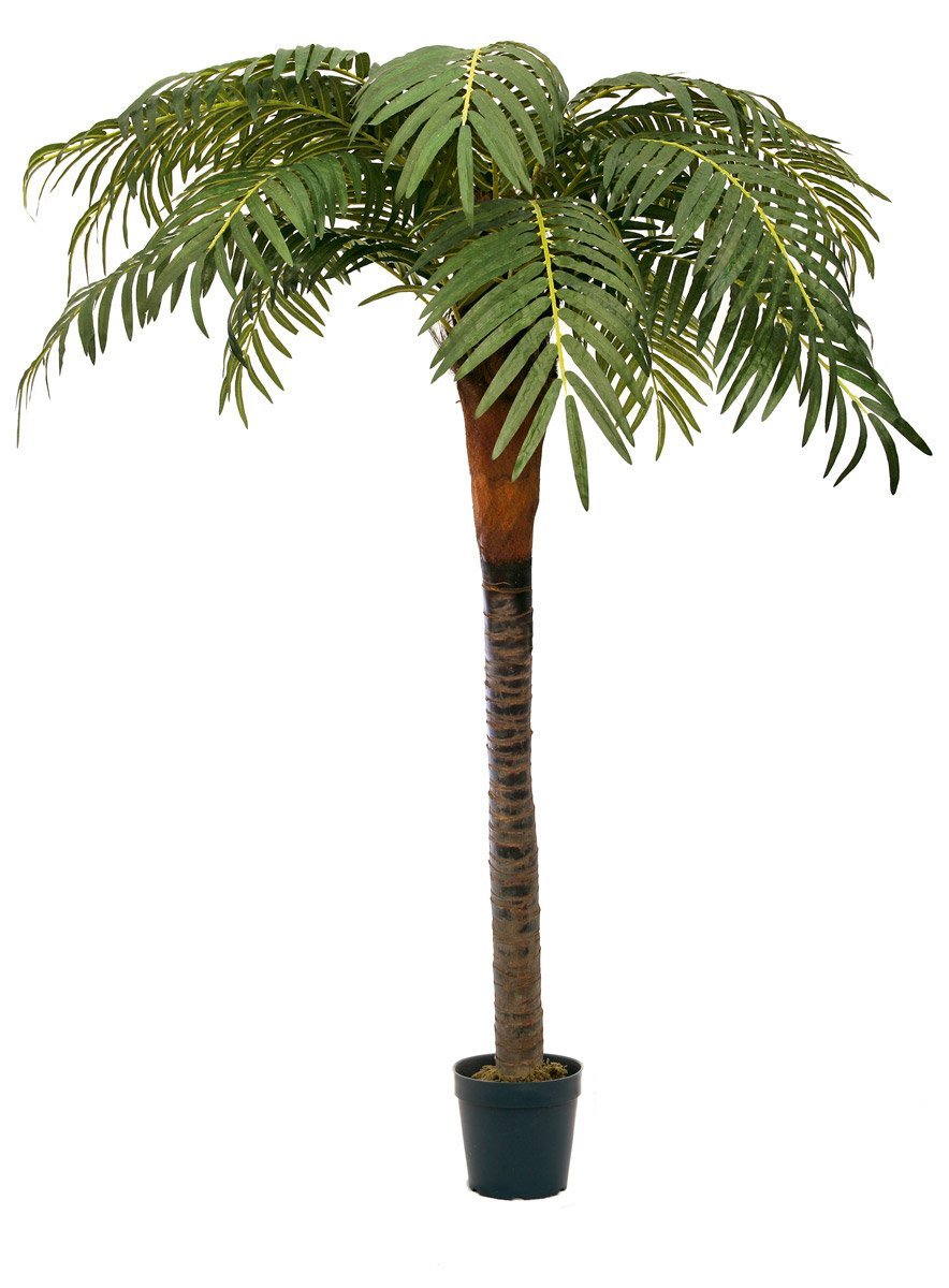 Phönixpalme, 2,m Stamm,  mit echten 120cm Palmenwedel-steckbar